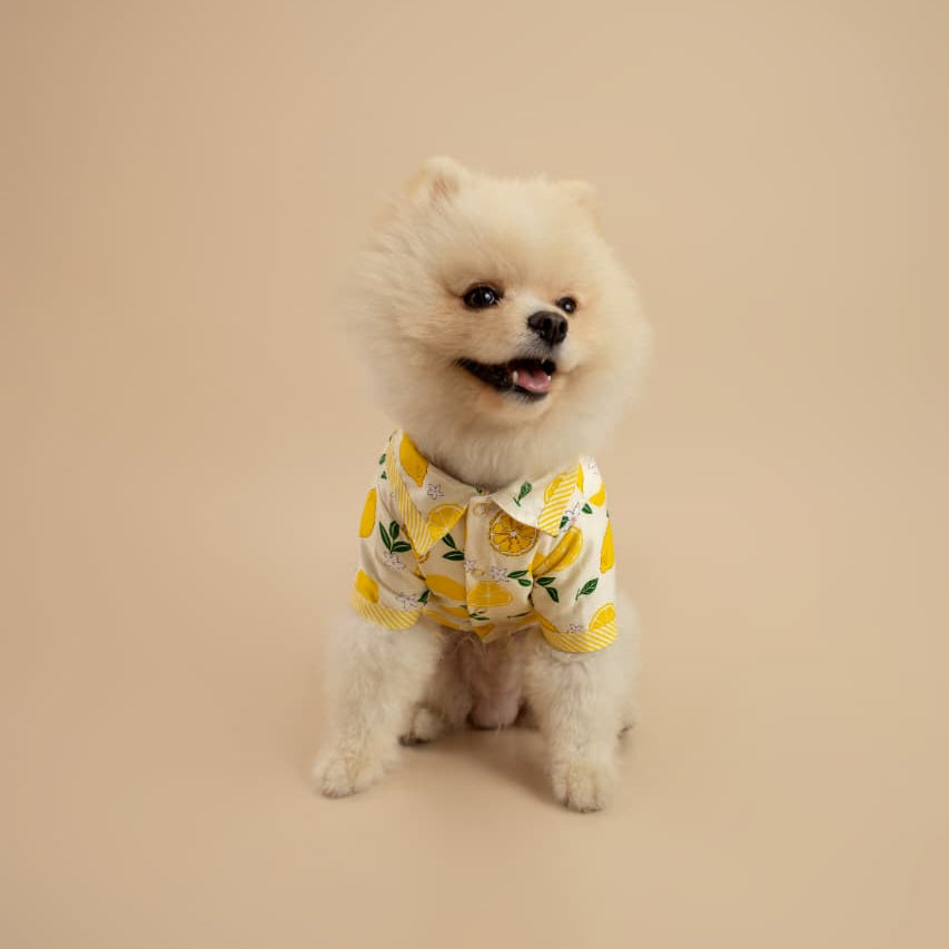 CAMISA LIMONCELLO