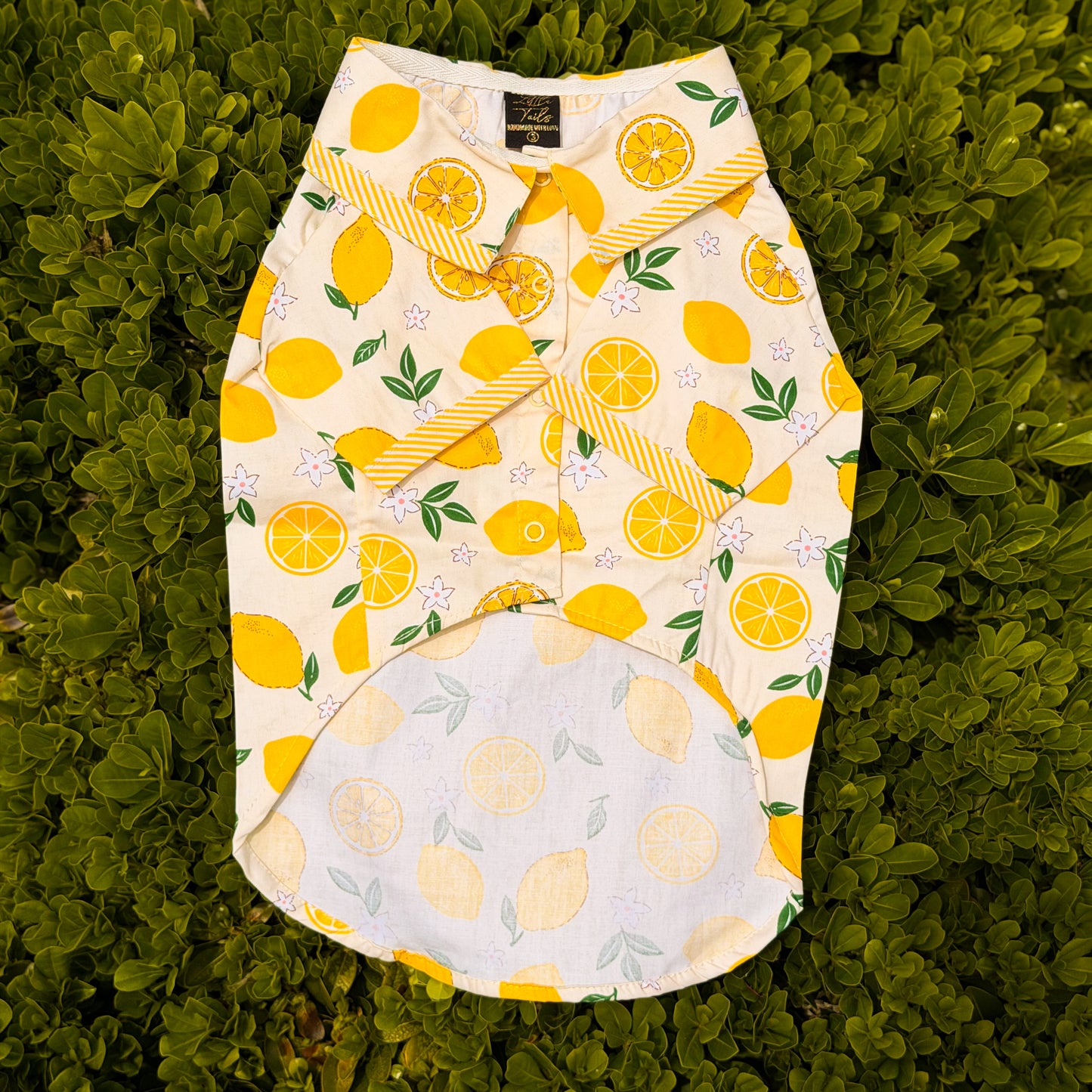 CAMISA LIMONCELLO
