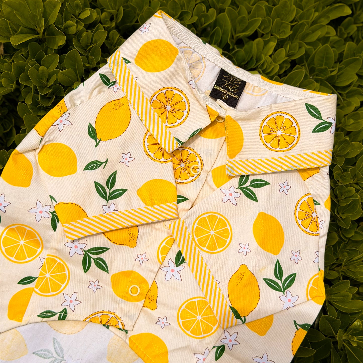 CAMISA LIMONCELLO