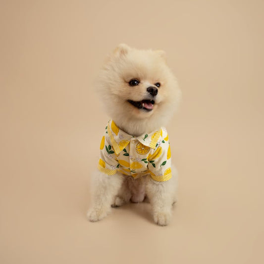 CAMISA LIMONCELLO
